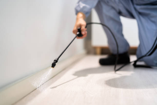 Certified termite inspector examining foundation in Chandler